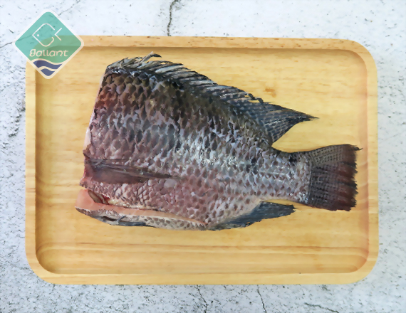 Tilapia HGS