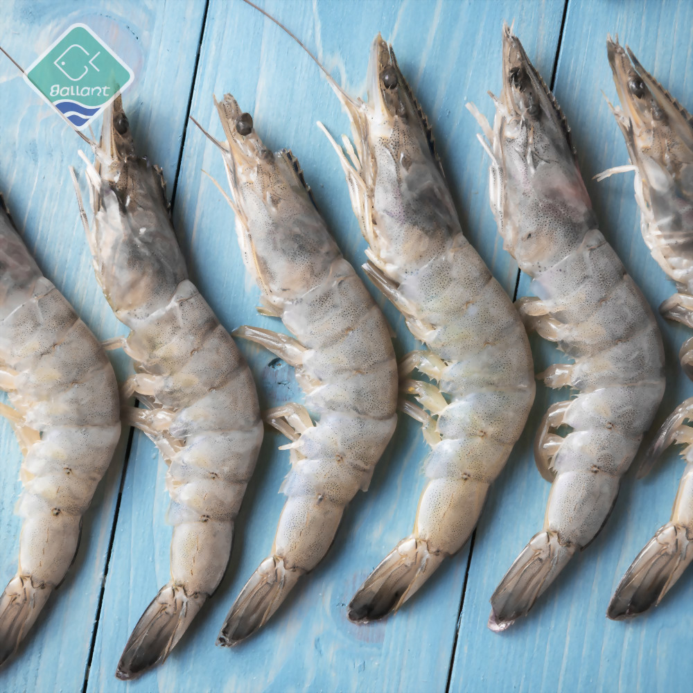 White Shrimp (HOSO)