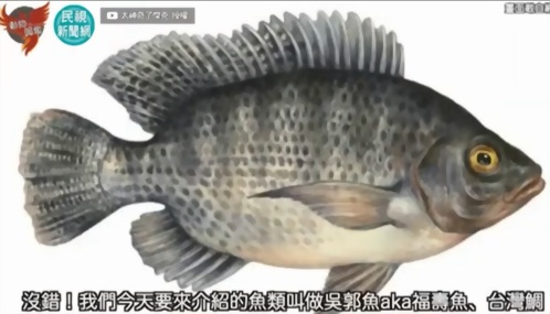 影片介紹 台灣鯛(吳郭魚)