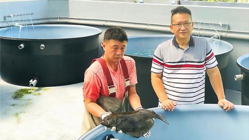 台東比目魚養殖成功！價格砍半、口感Q彈. 資料來源：中時新聞網