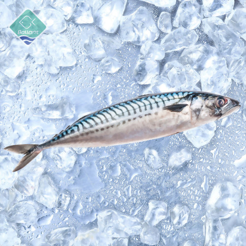Pacific Mackerel