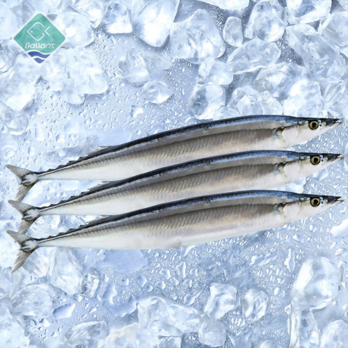 Pacific Saury (Mackerel Pike)