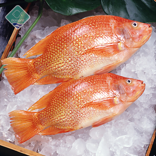 Red Tilapia