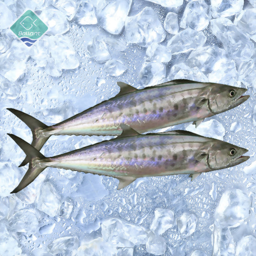 Spanish Mackerel