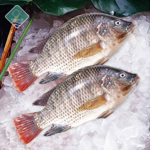 Tilapia