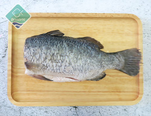 Barramundi HGS