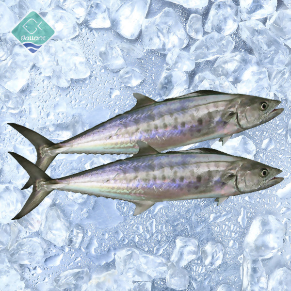 Spanish Mackerel