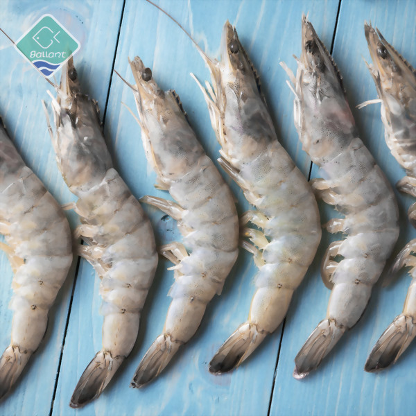 White Shrimp (HOSO)