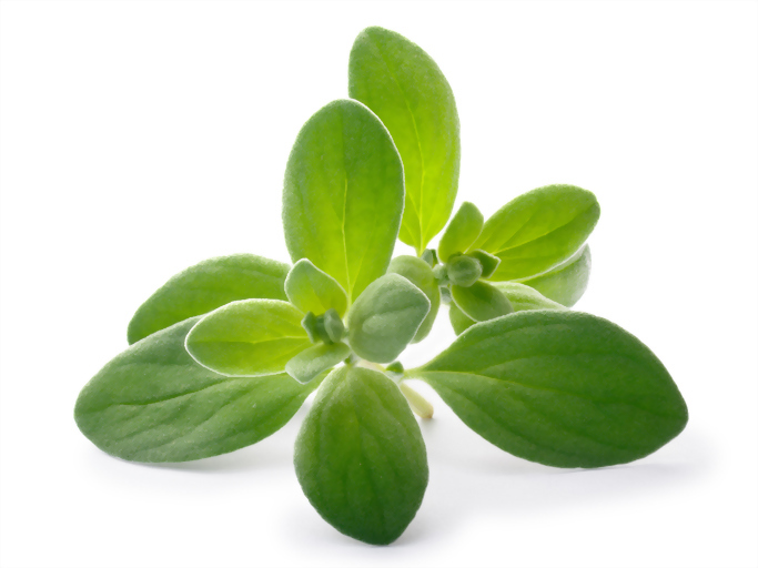 Marjoram oil