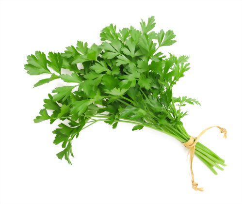 Coriander oil