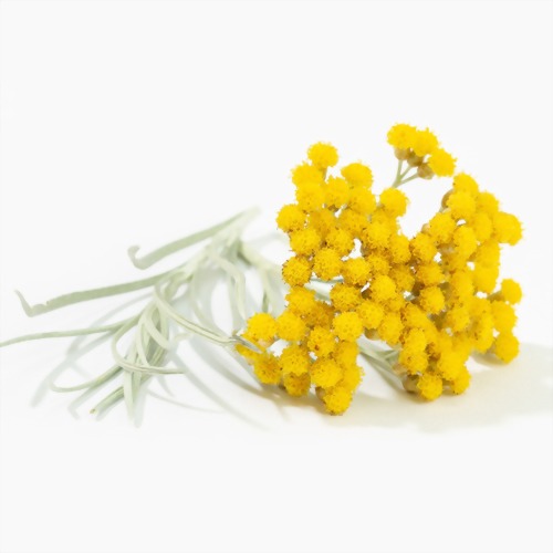 Helichrysum oil