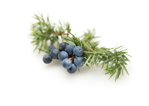 Juniper Berry oil