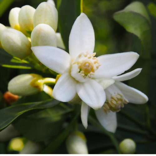 Neroli oil