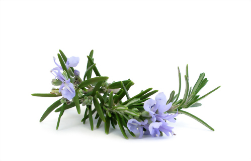 Rosemary oil