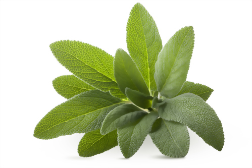 Sage oil