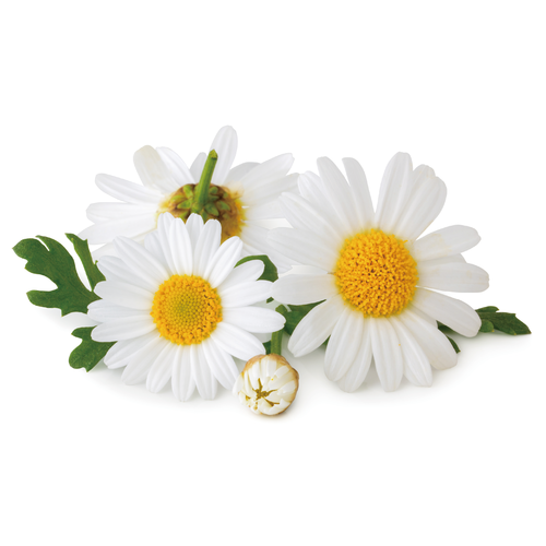 羅馬洋甘菊純露