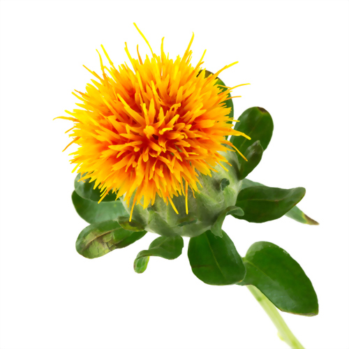 Safflower oil Refined