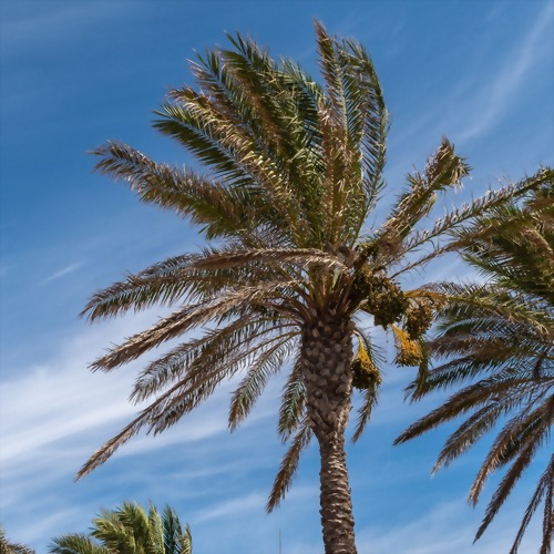 棕梠蠟 (冰花蠟)