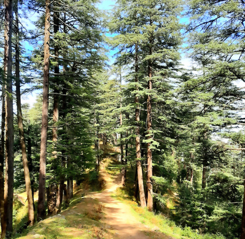 喜馬拉雅雪松精油